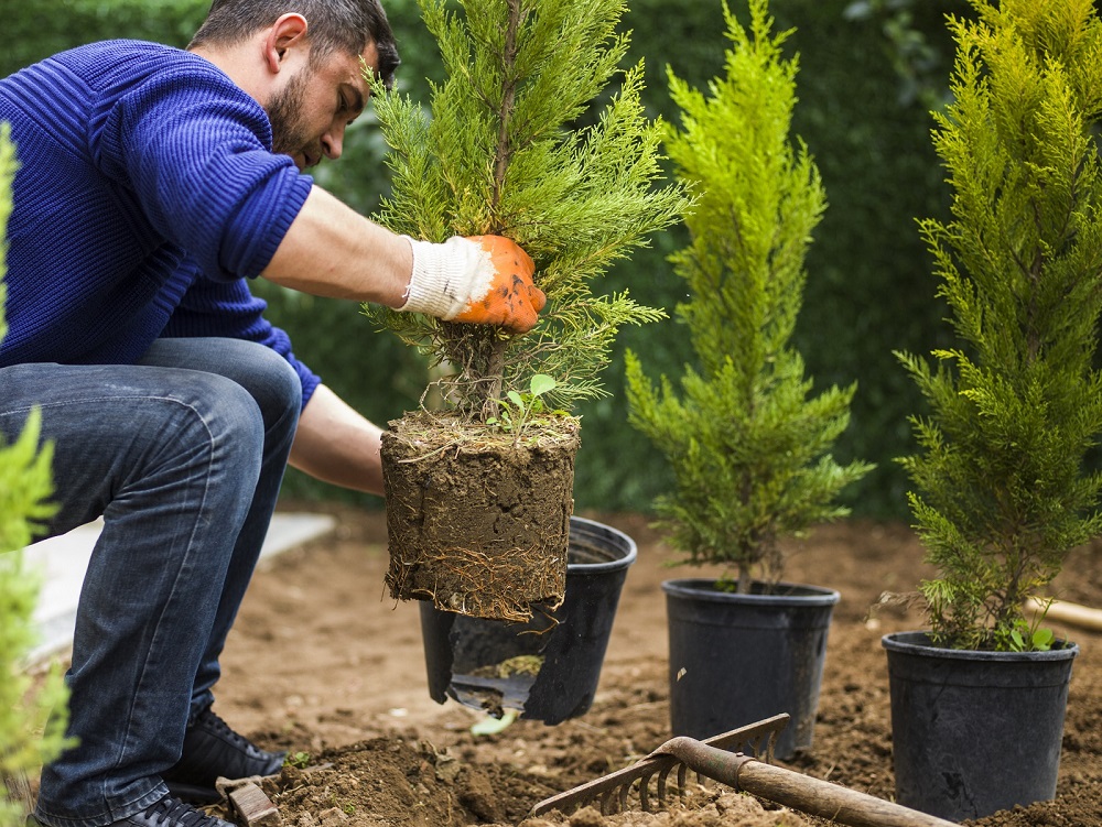 Read more about the article Gdzie w ogrodzie najlepiej posadzić drzewa iglaste?
